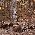 Woods Etna Шале