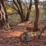 Шале Woods Etna *