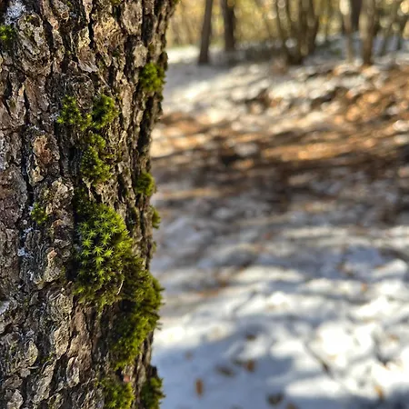 Woods Etna Horská chata *