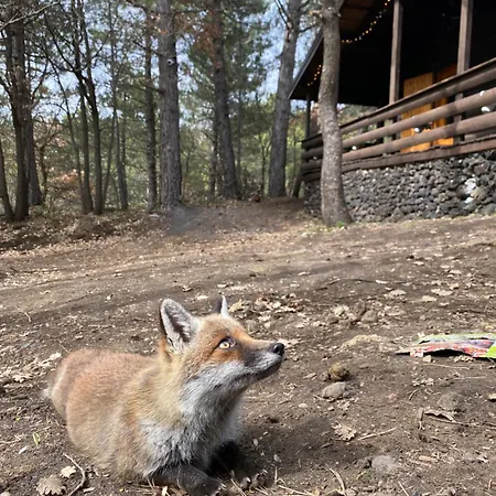 Woods Etna Horská chata Ragalna
