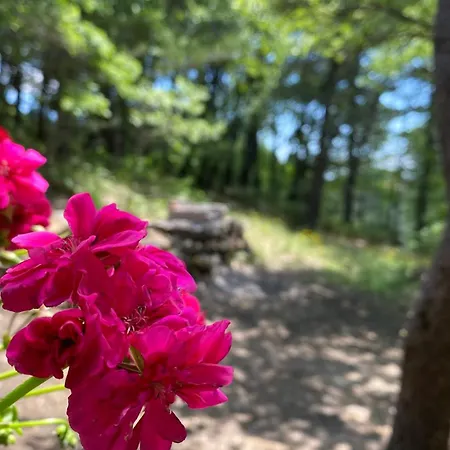 Woods Etna Horská chata